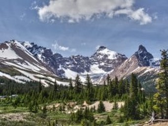 A forest and mountain of alberta
